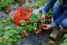 Evergreen Blooming: Guiding Sustainable Farming and Gardening for a Bountiful Harvest