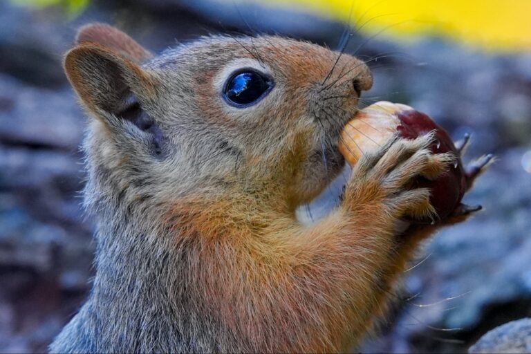 1730467357 squirrel GettyImages 2180637268