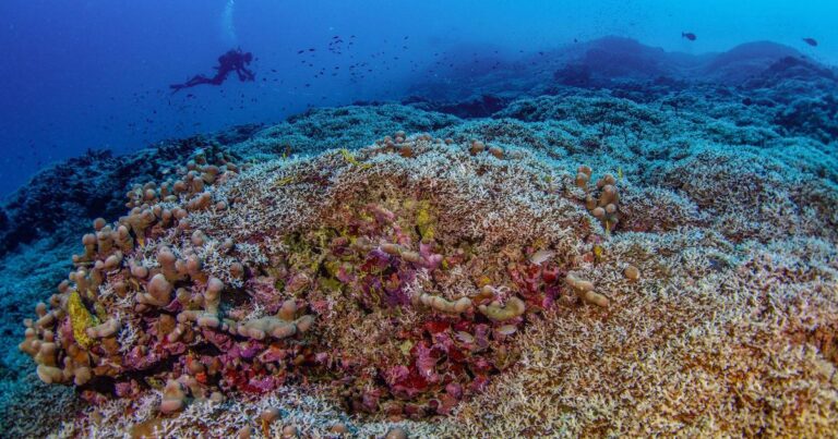 largest coral reef solomons natgeo