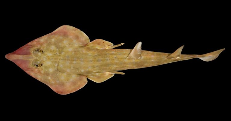 1743155294 2 guitar shark rhinobatos sp the nippon foundation nekton ocean census sergey bogorodsky c 2025