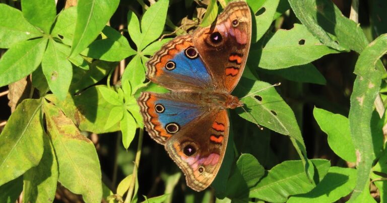 1743159948 junonia genoveva nicolas montano rasch