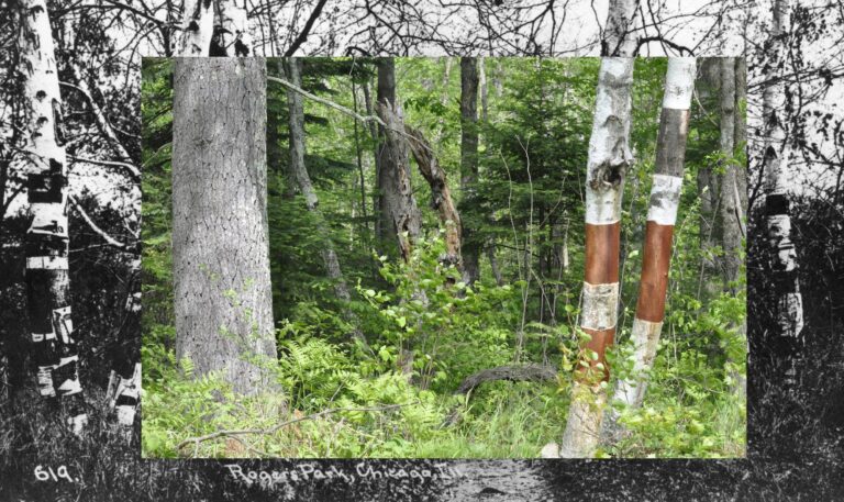 1743265658 14 Nora Moore Lloyd Birchbark Wiigwaas